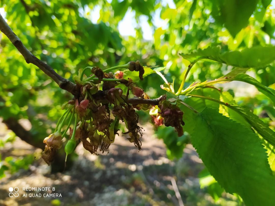 Cerezas.