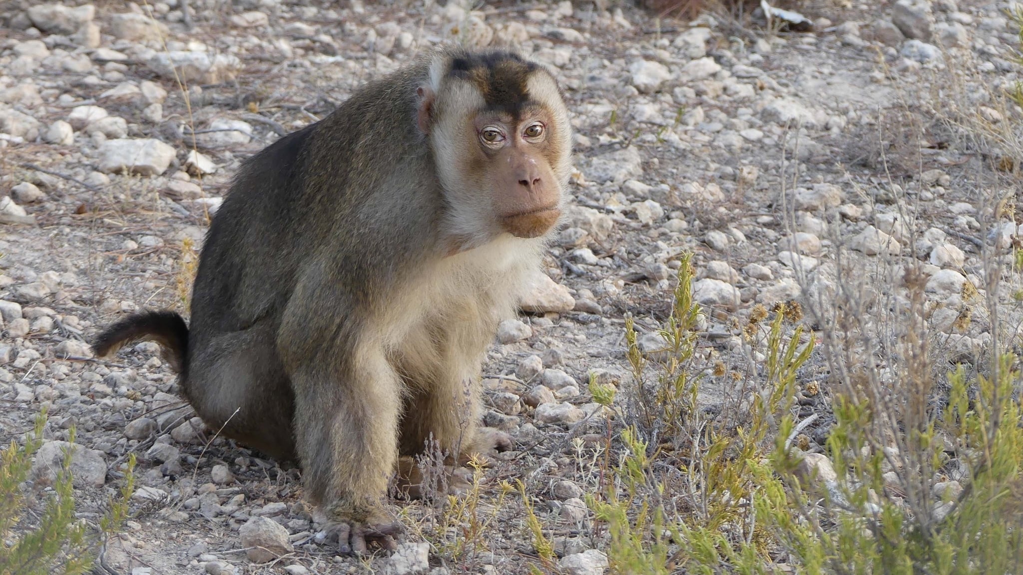 Primadomus, activo en Villena desde 2009, alberga principalmente primates y grandes felinos que han vivido en condiciones inadecuadas