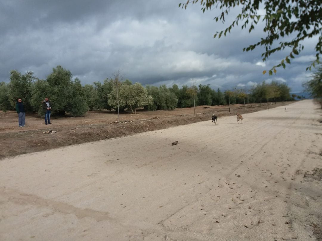 Momento de una de las mangas clasificatorias de la Carrera de Galgos