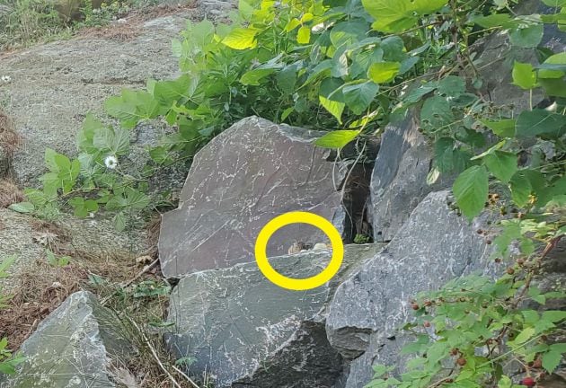 La ardilla está escondida sobre la piedra.