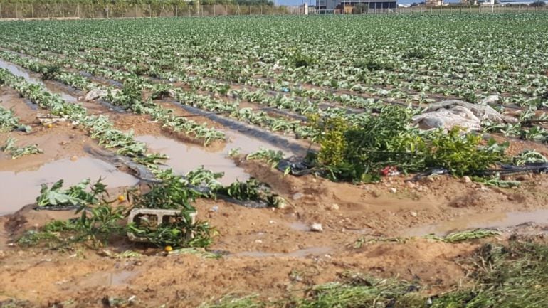 Cultivos de hoja afectados por la lluvia en San Javier.