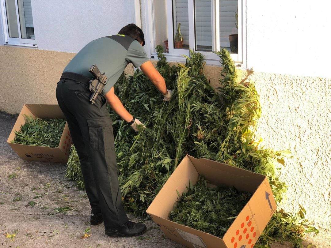 La Guardia Civil de Celanova ha detenido a un vecino de esta misma localidad que fue localizado cortando 40 plantas de marihuana de un monte de su propiedad