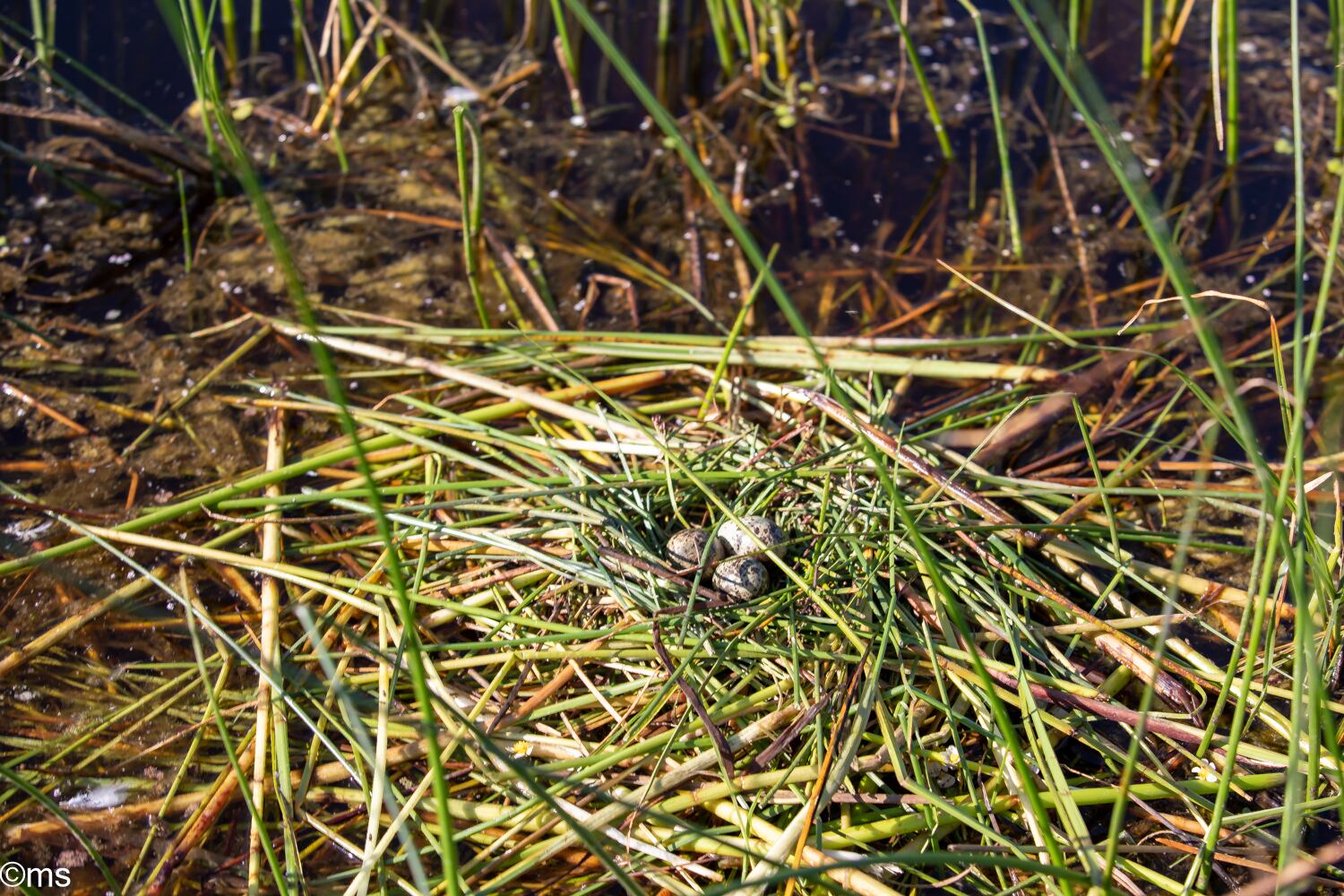 Espacio Natural de Doñana (mayo de 2025)