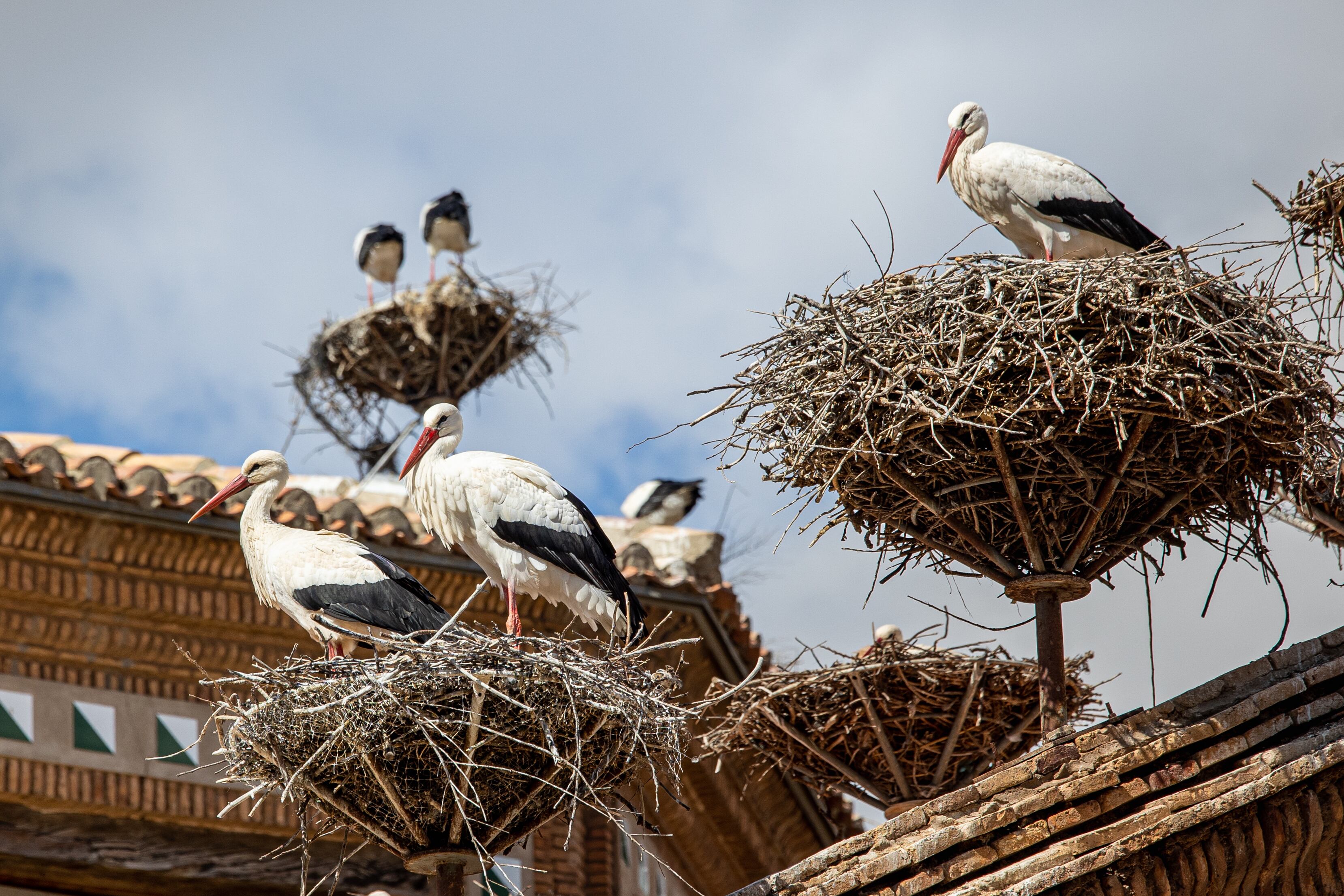 GRAF9016. ALFARO (LA RIOJA), 16/04/2023.- El cielo de Alfaro (La Rioja) revive esta primavera el "crotoreo" del millar de ejemplares de cigüeña blanca llegadas desde África, en cuya Colegiata de San Miguel se asienta la mayor colonia urbana de Europa de esta especie en un único edificio, con más de un centenar de parejas.- EFE/Raquel Manzanares