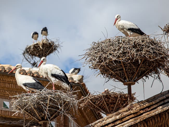 GRAF9016. ALFARO (LA RIOJA), 16/04/2023.- El cielo de Alfaro (La Rioja) revive esta primavera el "crotoreo" del millar de ejemplares de cigüeña blanca llegadas desde África, en cuya Colegiata de San Miguel se asienta la mayor colonia urbana de Europa de esta especie en un único edificio, con más de un centenar de parejas.- EFE/Raquel Manzanares