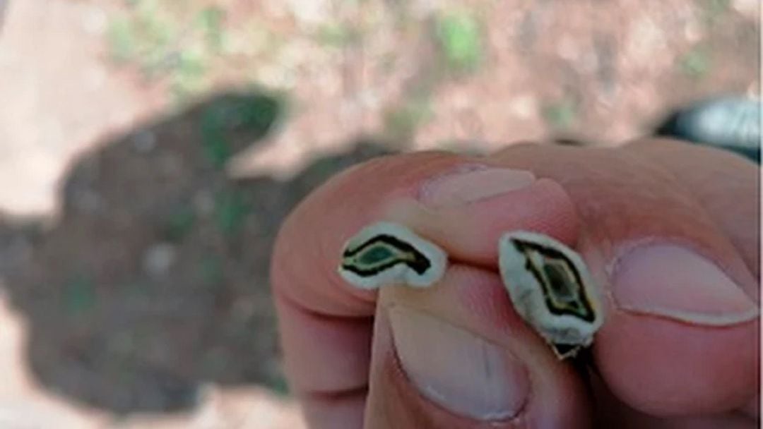 El cultivo de almendra se ha visto muy perjudicado por las heladas de los pasados días.