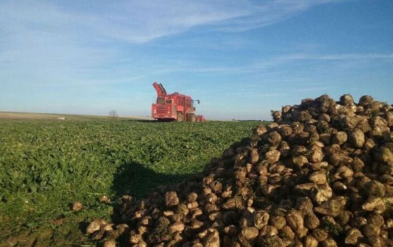 Imagen de un finca de remolacha