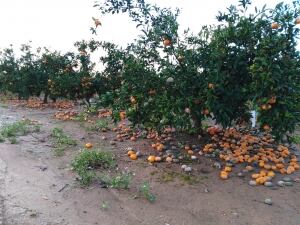 Efectos de las lluvias de mayo en la huerta de Valencia