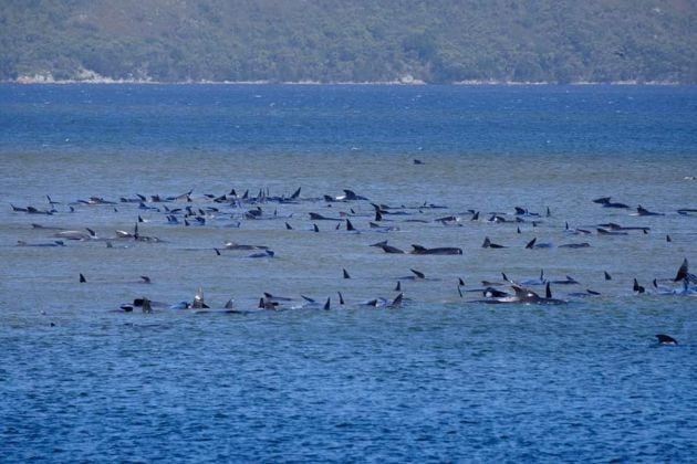 Imagen aérea del grupo de ballenas varadas.