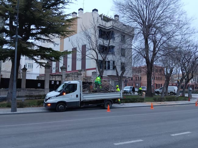 Valoriza trabaja en la retirada de las catalpas