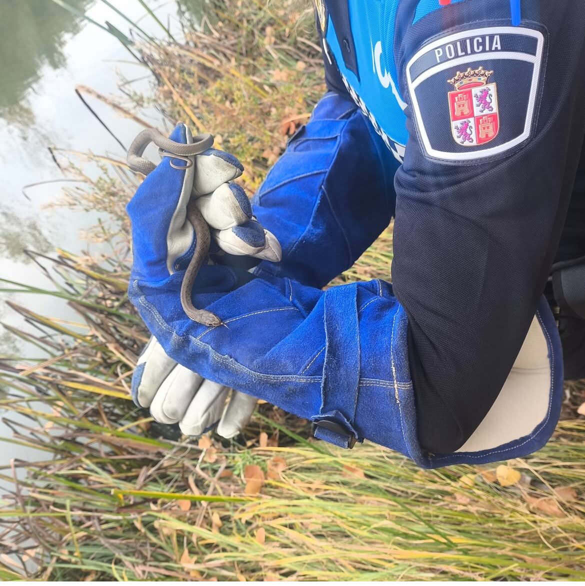 Momento en el que la culebra fue devuelta a su medio natural