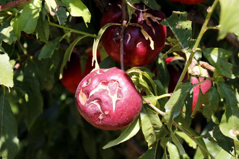 Un camp de nectarines d'Alcarràs després de la pedregada del 20 de juliol.
