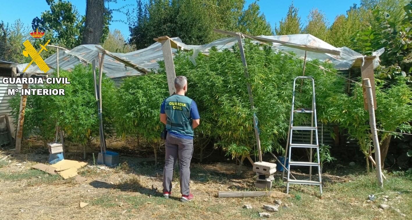 Momento de la incautación de las plantas de marihuana