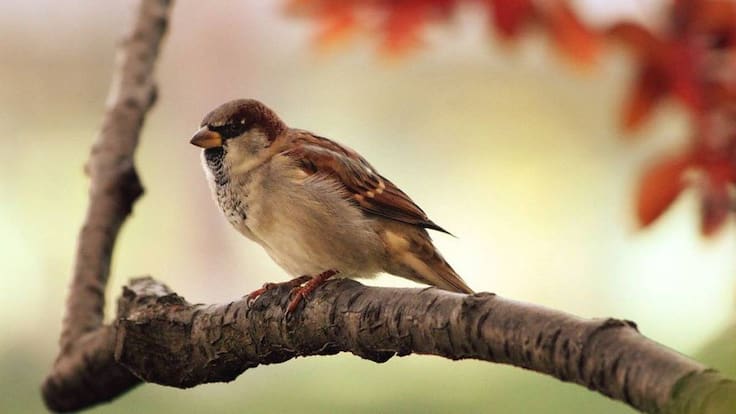 Entrevista a Ana Matesanz, educadora ambiental del Centro de Naturaleza de Dehesa Boyal de Sanse, por la jornada ornitológica familiar que han organizado