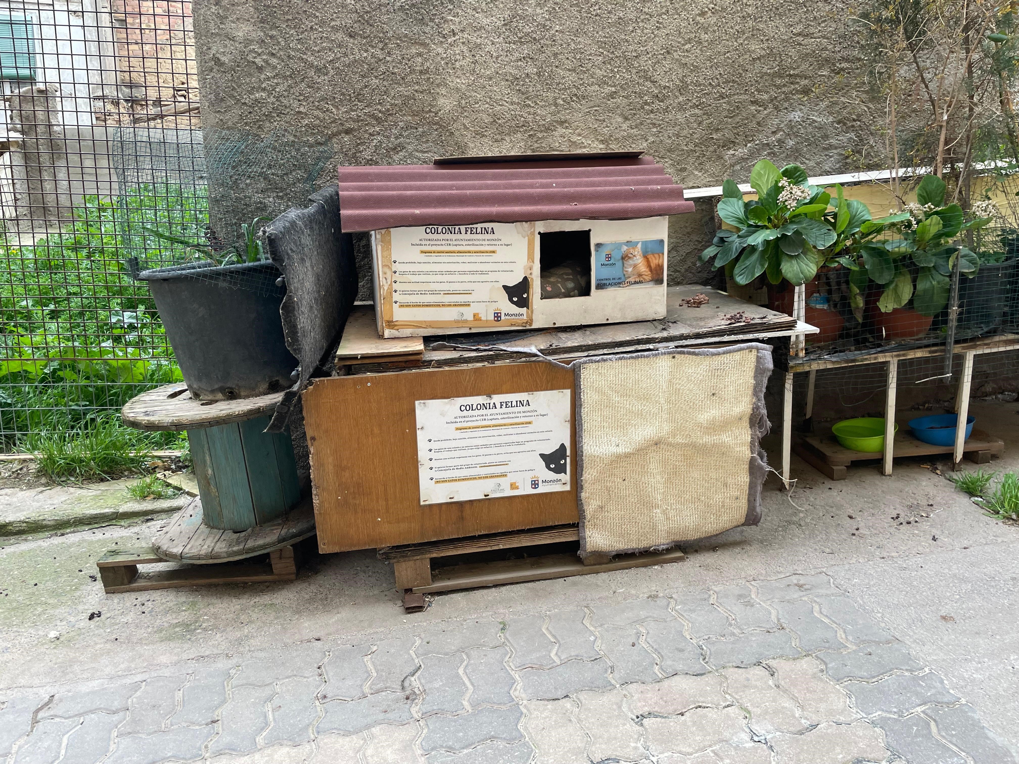 Control de colonias de gatos en Monzón