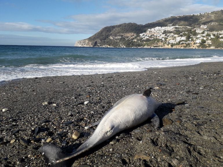 Delfín muerto hallado en la Playa de la Herradura