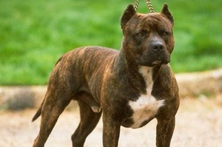 Imagen de archivo perro pitbull