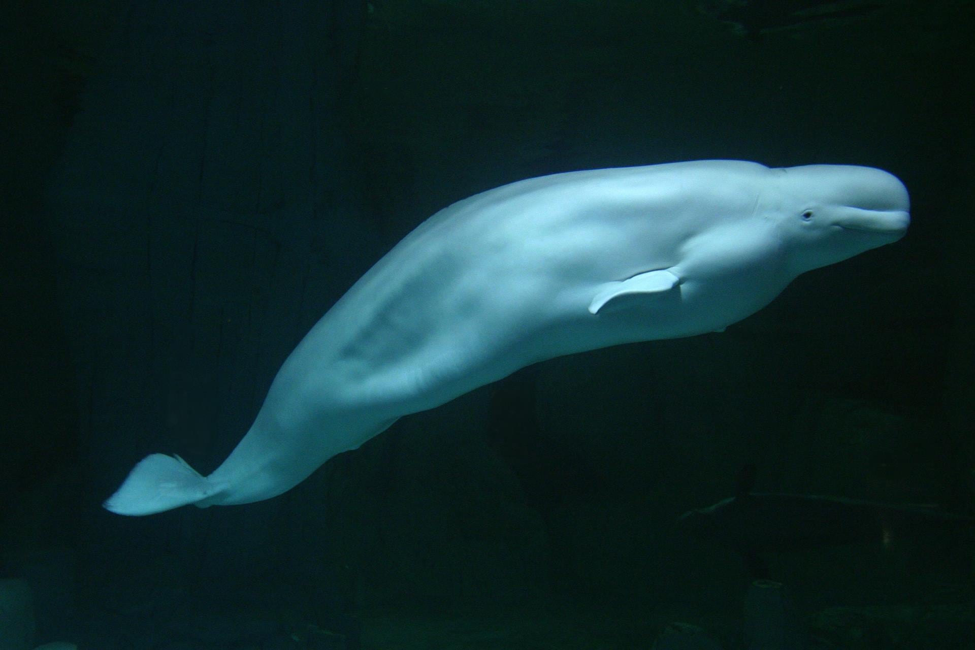 Kairo, el macho de beluga del Oceanogràfic de València