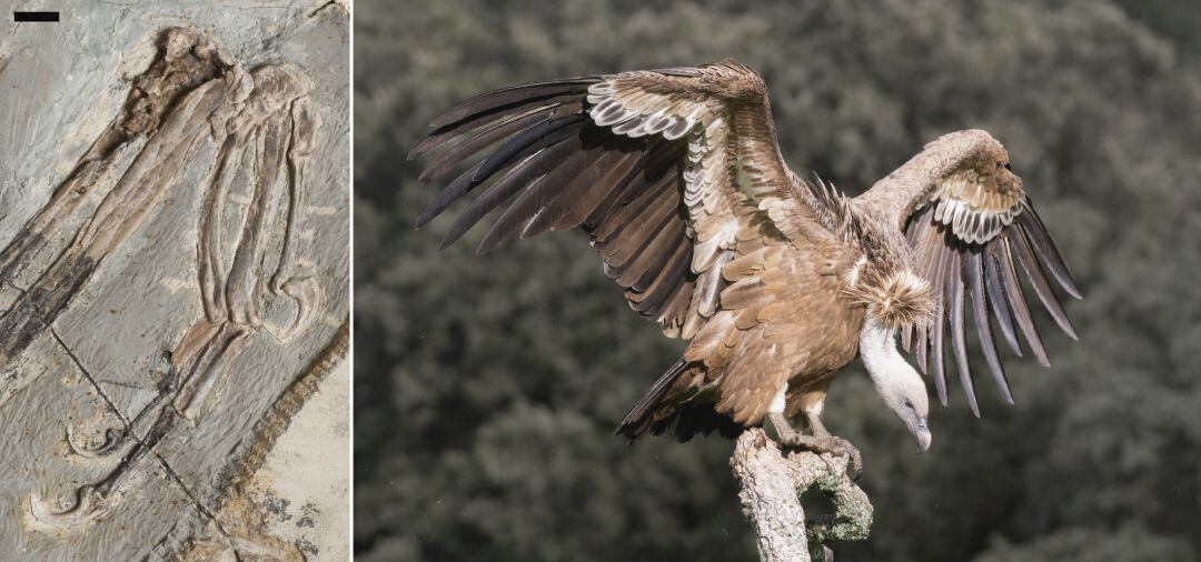 Los dinosaurios que perdieron sus garras: nuevas claves en la evolución de la mano de las aves