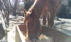 Estrella se alimenta de forraje en la finca de Miraflores