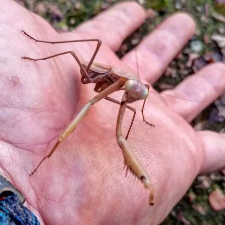 La mano es la de Maykol García. Y el insecto no sabemos cuál es, pero es muuuy grande