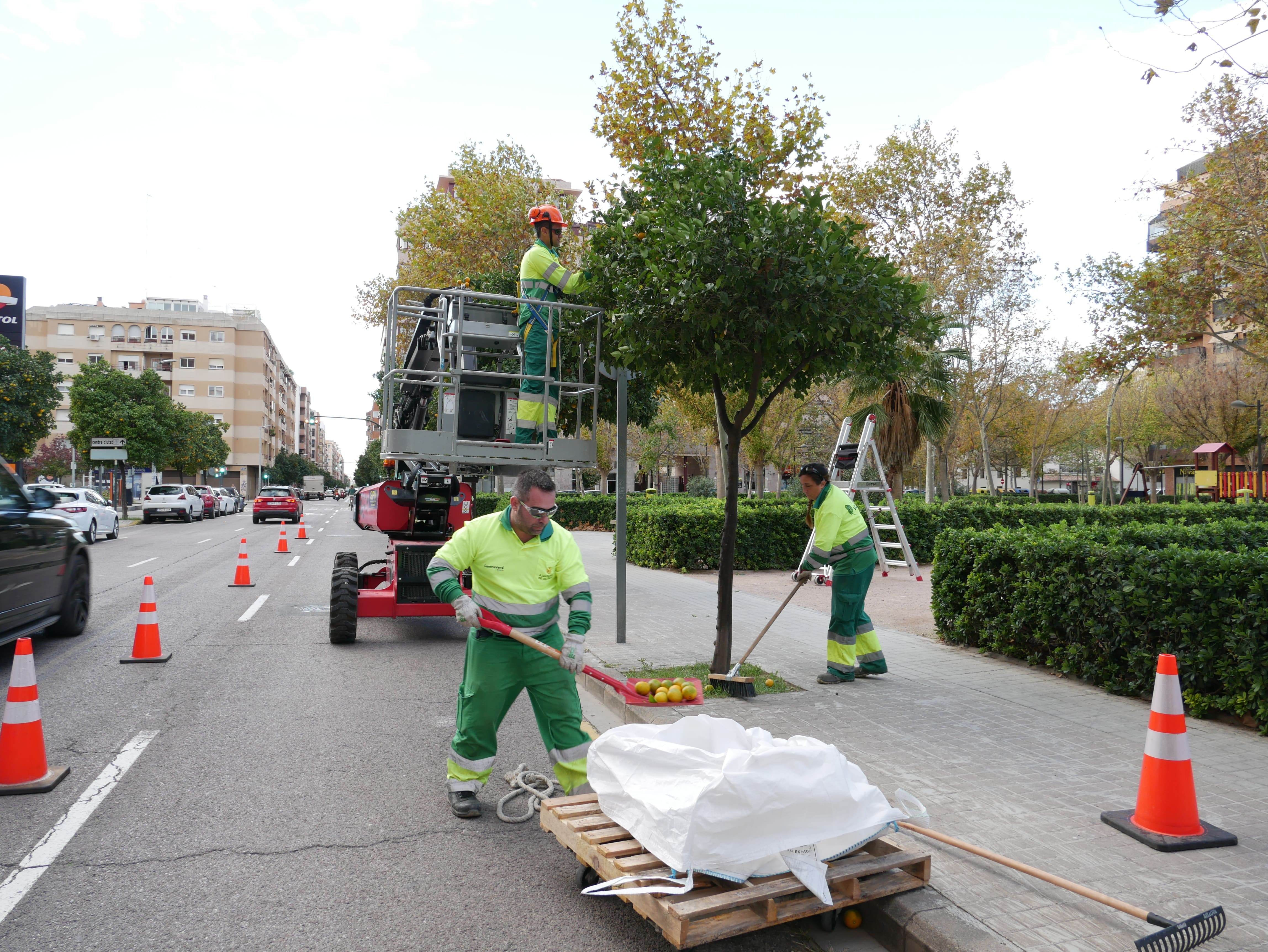 València intensifica los trabajos de retirada de naranjas de los más de 9.000 ejemplares de la ciudad