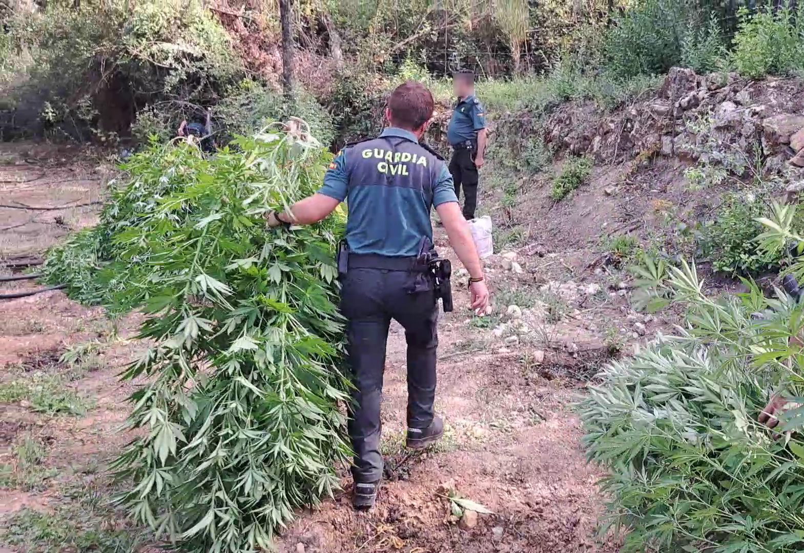 Una de las plantaciones de marihuana que ha desmantelado la Guardia Civil en Beas de Segura (Jaén)