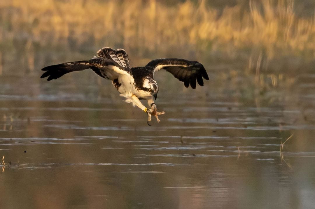 Águila pescadora.