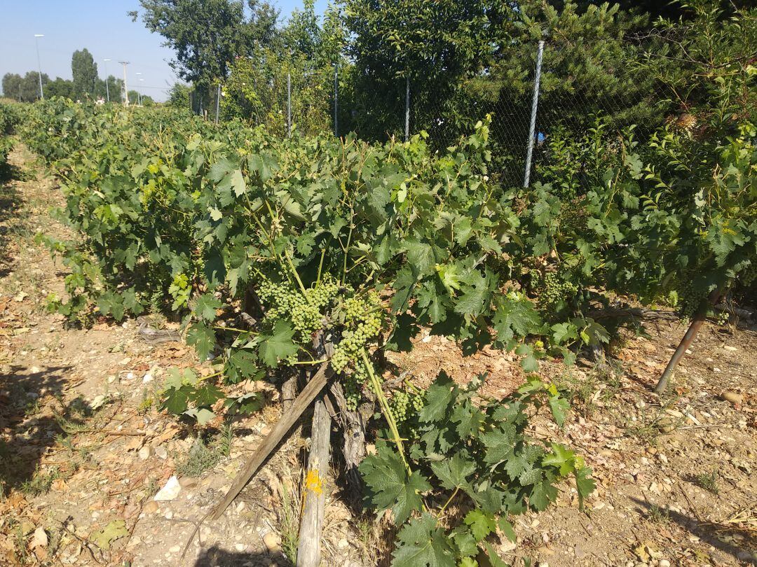 La viña se encuentra en Ribera en la fase de cierre de racimo