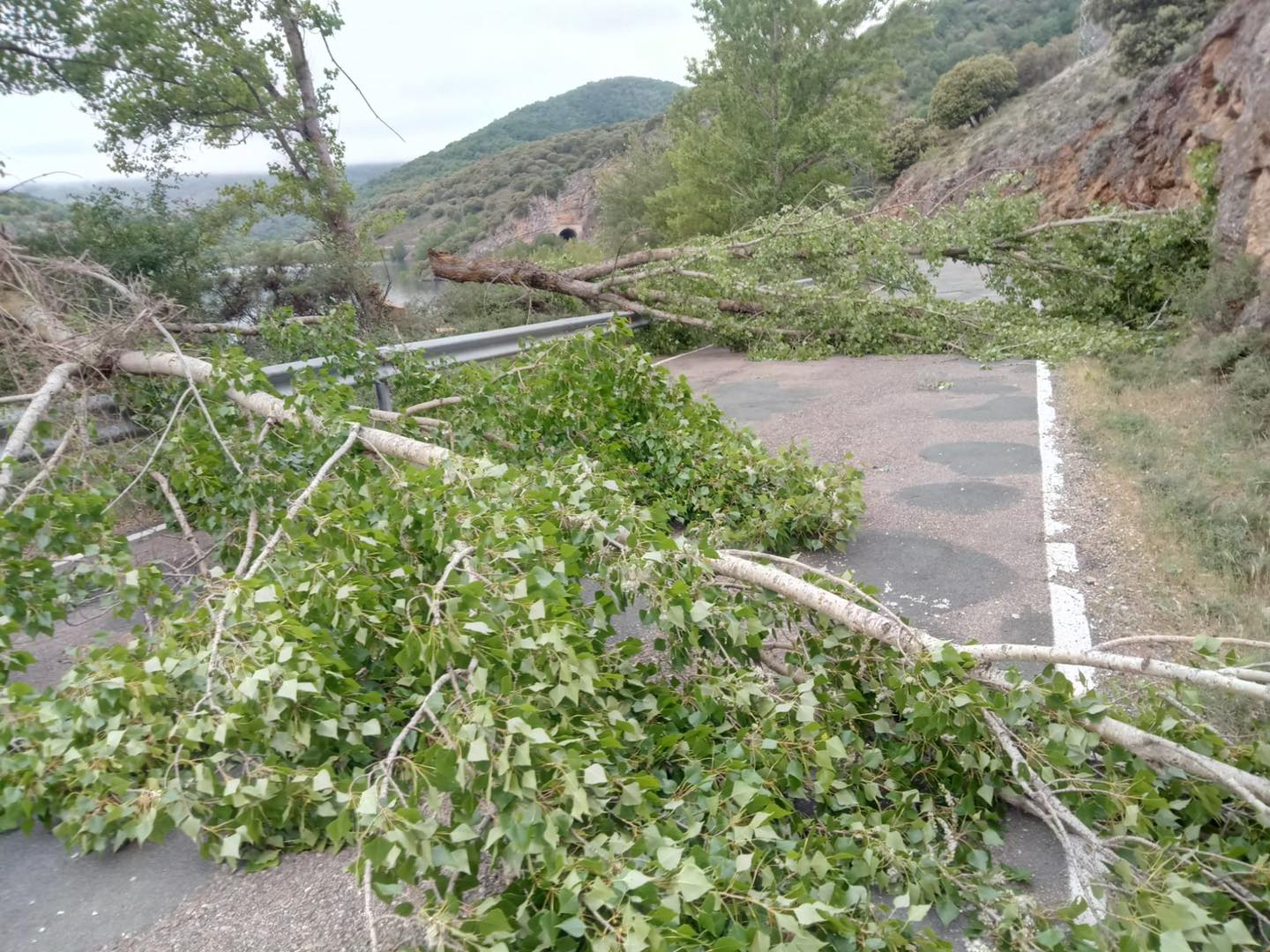 Troncos y ramas bloqueando las principales vías de la comarca de las 7 villas