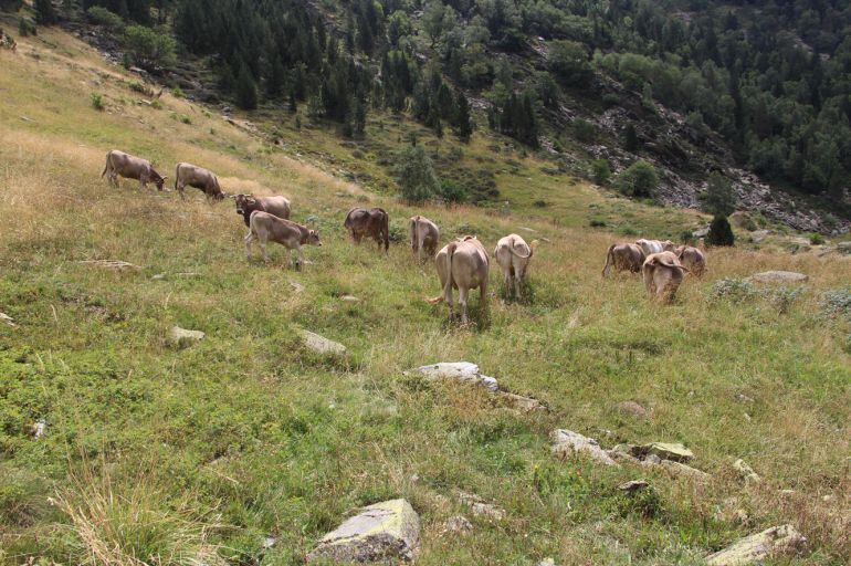 La zona de Rialb, al parc natural de Sorteny