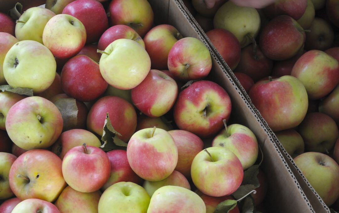 Cientos de manzanas guardadas en cajas.