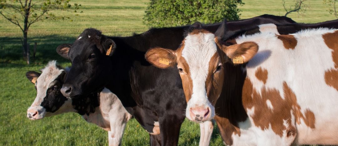 El número de explotaciones ganaderas con vacas para producir leche viene sufriendo un paulatino descenso