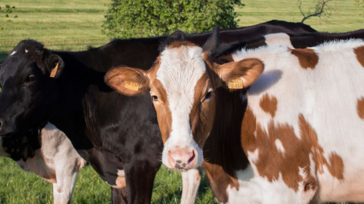 Álvaro Ortíz, director general de Leche El Buen Pastor
