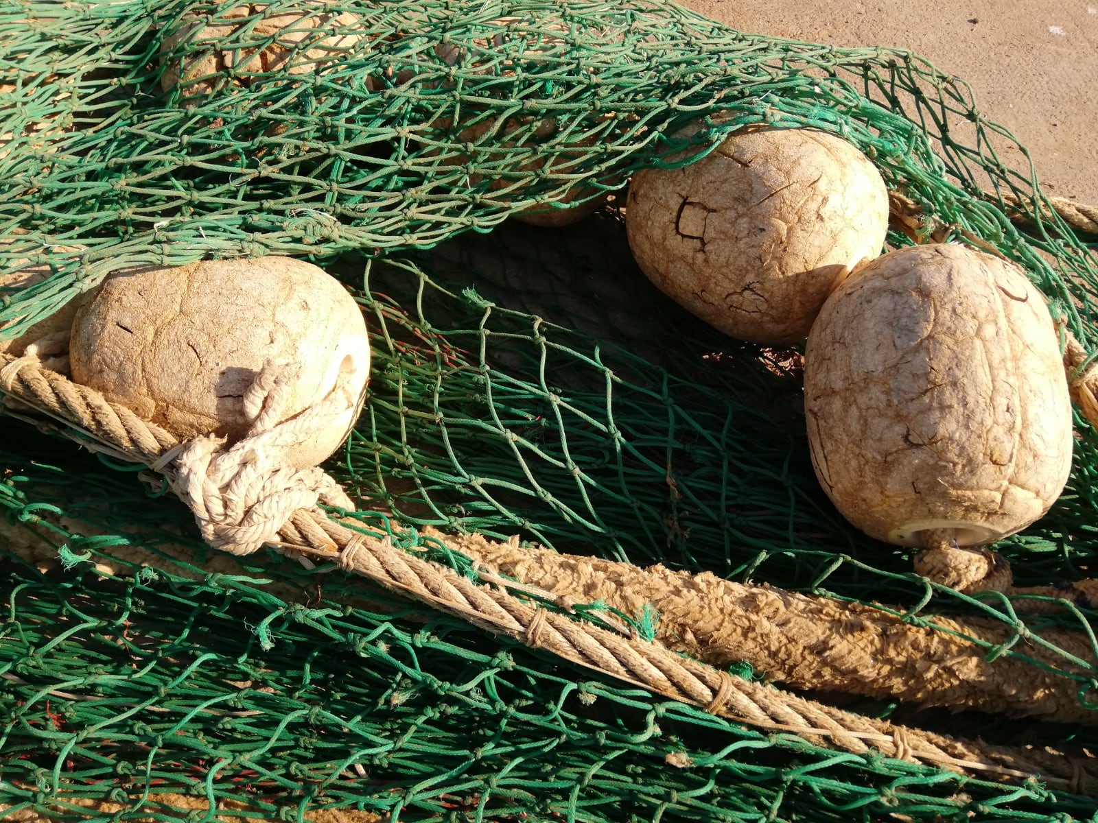 Ruguplas pretende reemplazar materiales usados en la cofradias de pescadores  por bioplástico obtenido del alga