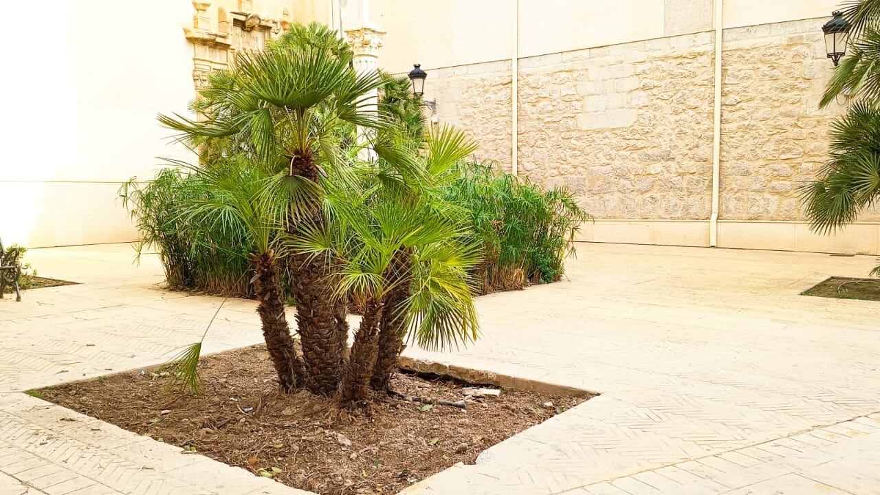 El Ayuntamiento de Novelda refuerza el arbolado urbano