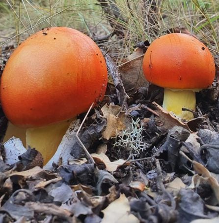 Amanita Caesaerea.