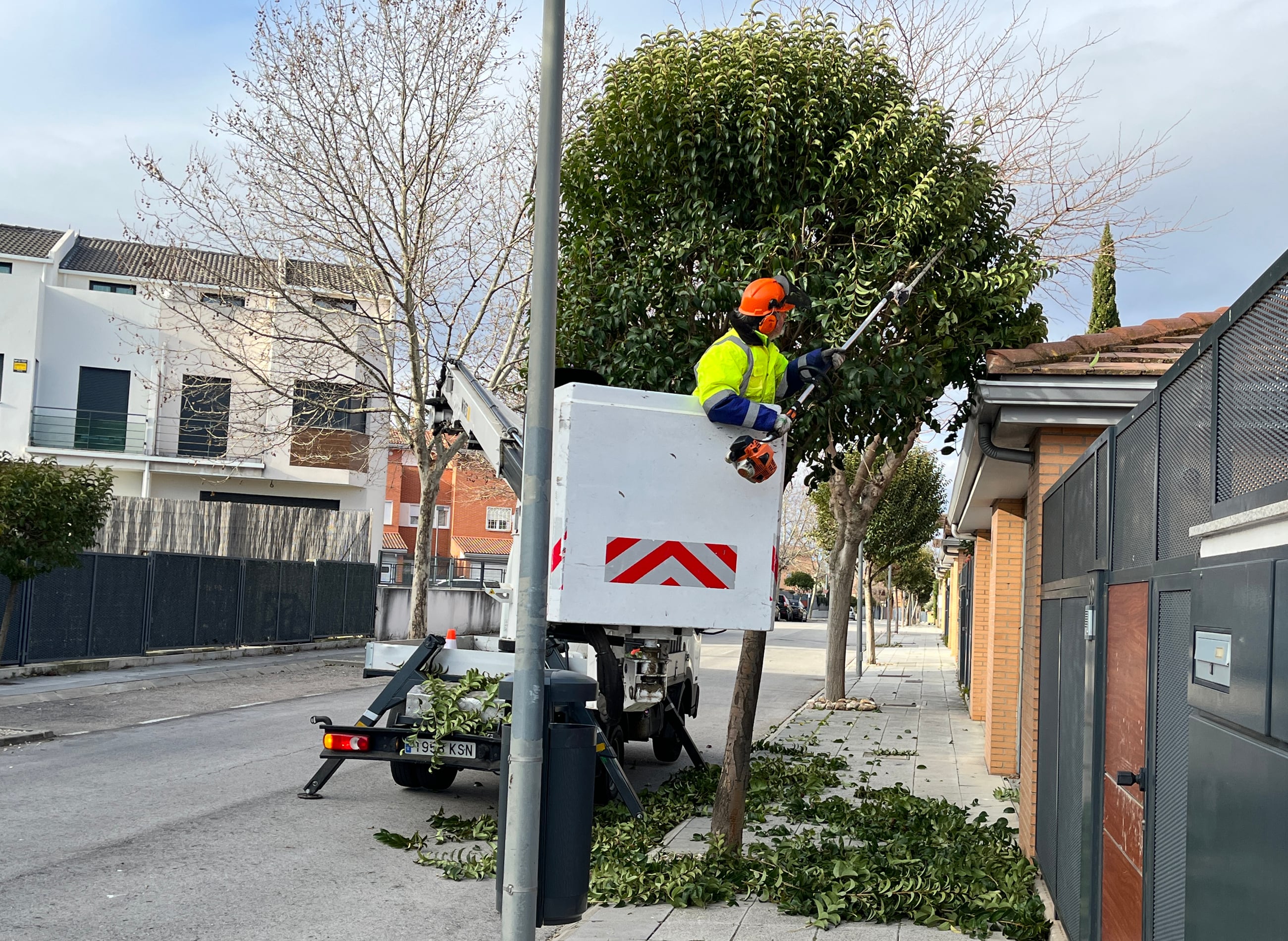 Plan Municipal de Poda de Paracuellos de Jarama
