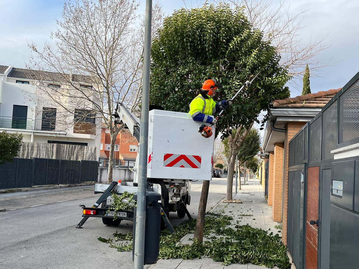Avanza el Plan de Poda de Paracuellos de Jarama con actuaciones en más de 2.700 árboles