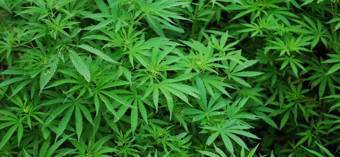 Se encontraron otras 250 macetas 