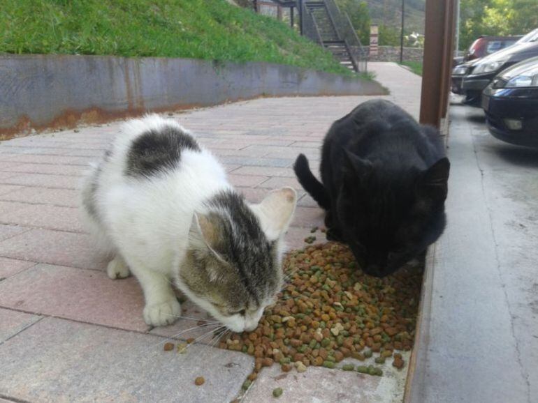 El protocolo también regula la alimentación de los gatos urbanos