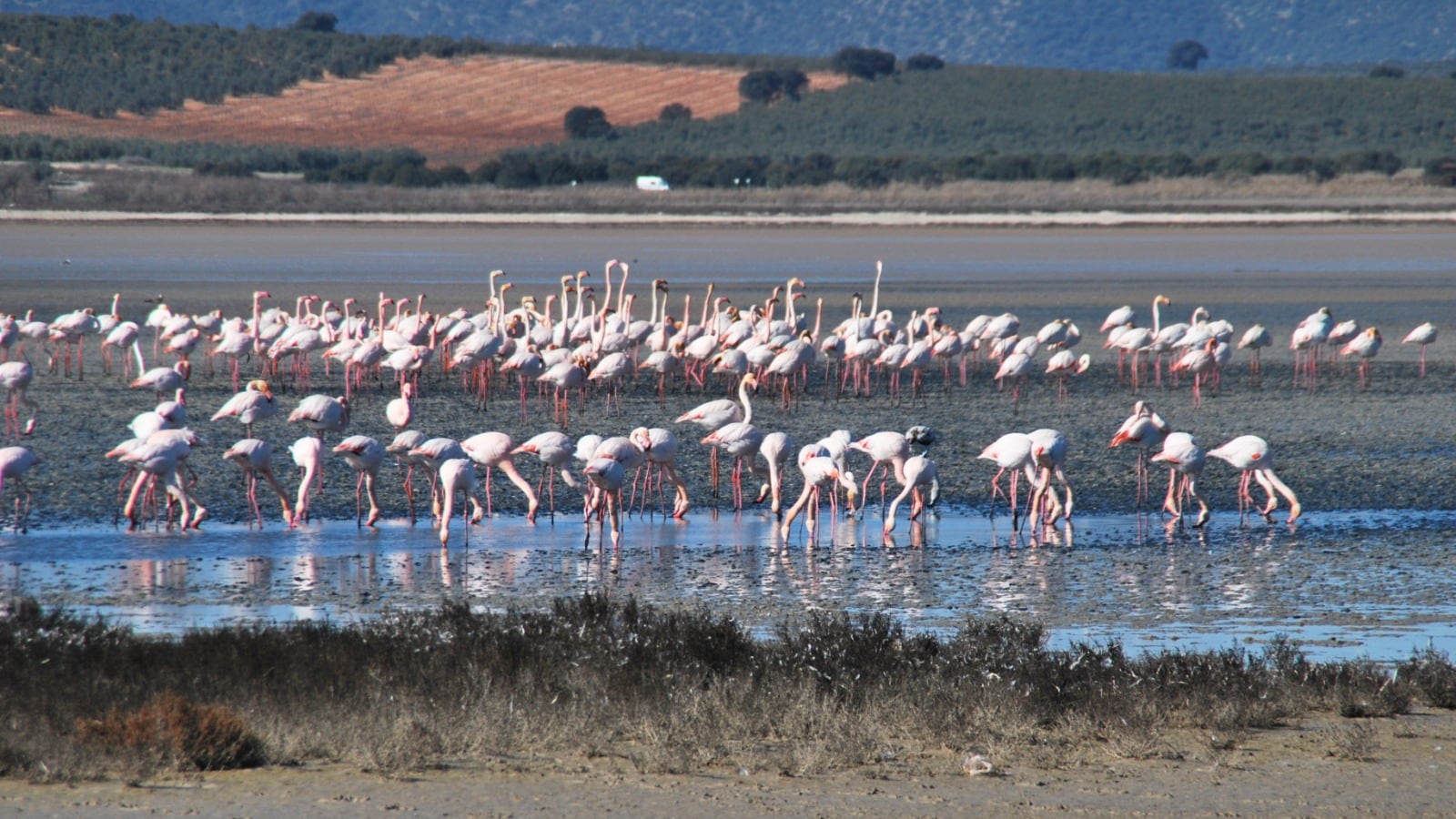 Flamencos en la Laguna de Fuente de Piedra (30-03-2023)