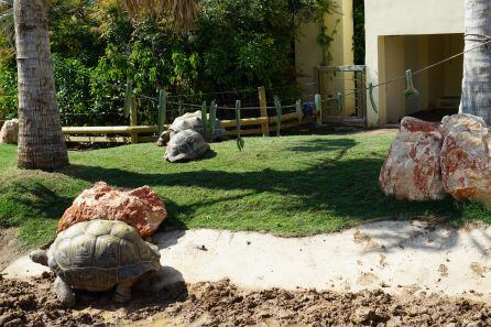 Hábitat de las tortugas gigantes de Aldabra, en el Oceanogràfic