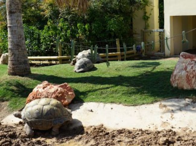 Hábitat de las tortugas gigantes de Aldabra, en el Oceanogràfic