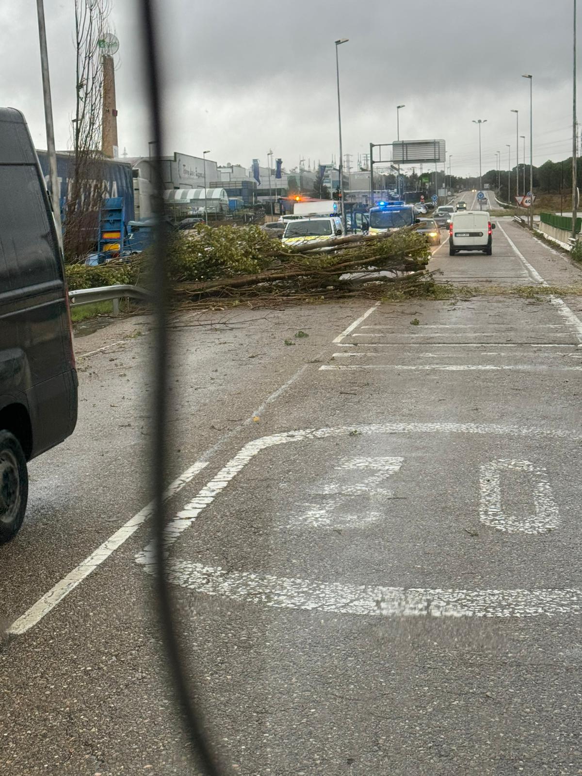 Un árbol ha sido derribado por el viento en la antigua N-1 en el Polígono Norte