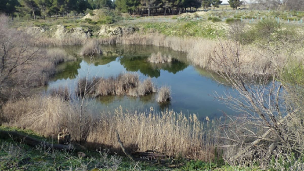 Entrevistamos al investigador Felipe Morcillo y al graduado Cristian García (UCM) que estudian las lagunas de Horna en Getafe