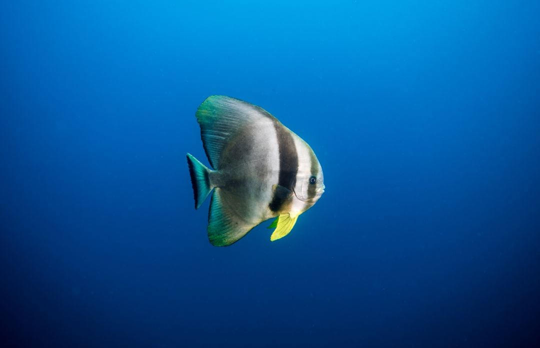 Spadefish nadando en el océano.