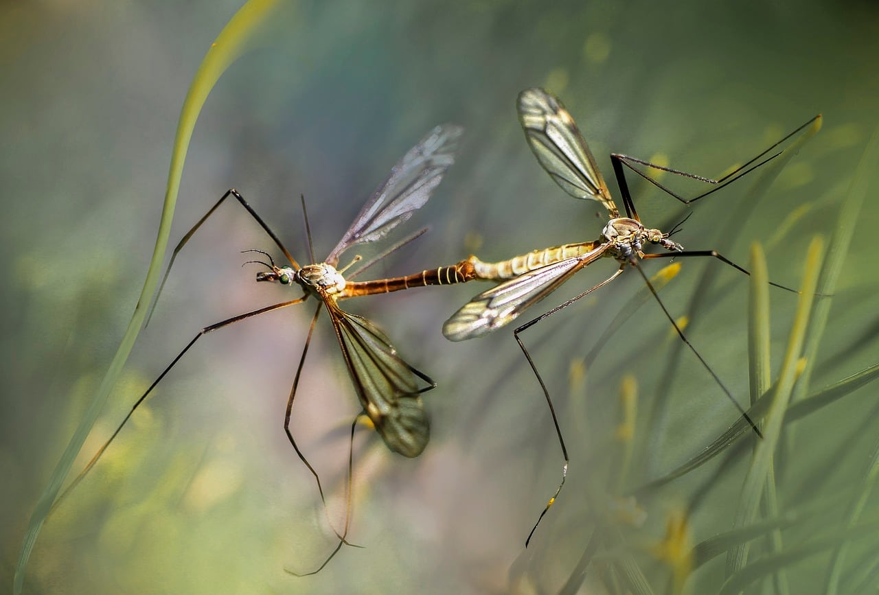 La Diputación de Castellón activa la vigilancia y tratamientos preventivos para evitar la proliferación de mosquitos.