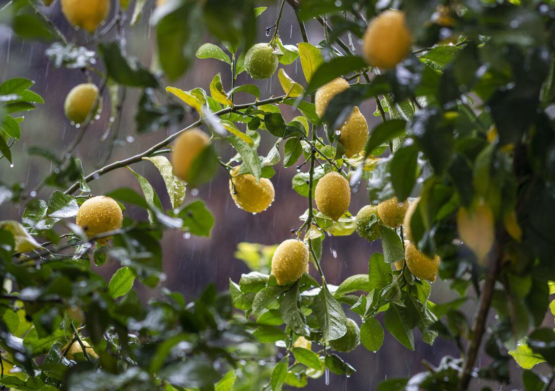 UPA valora como &#039;positivas&#039; las lluvias de los últimos días