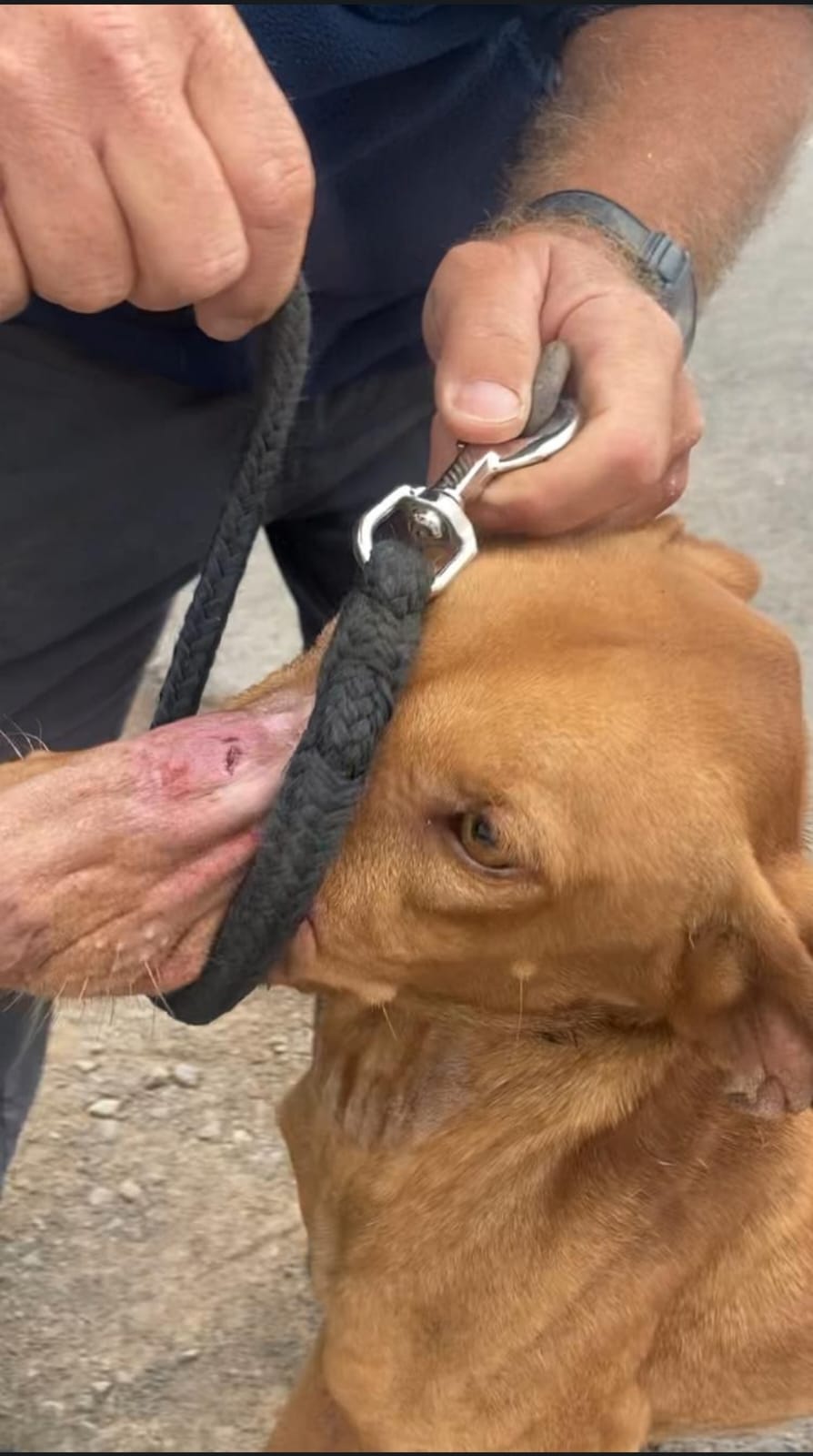 Perro con el hocico amarrado para que no ladre.